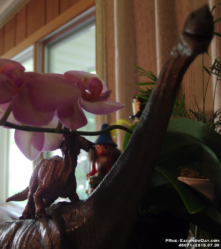 46071Cr - Dan's dinos helping an Orchid